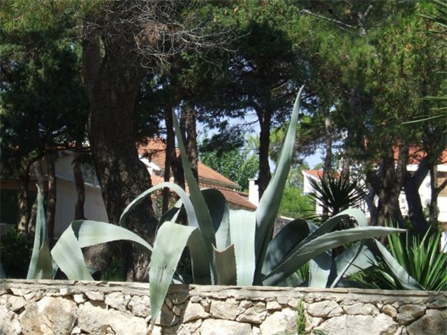 agave